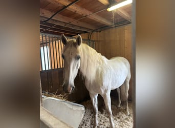 PRE Mestizo, Caballo castrado, 15 años, 160 cm, Tordo ruano