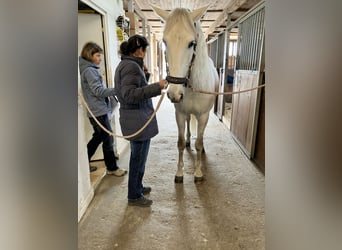PRE Mestizo, Caballo castrado, 15 años, 160 cm, Tordo ruano