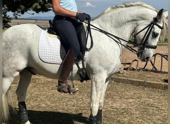 PRE Mestizo, Caballo castrado, 15 años, 161 cm, Tordo