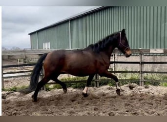 PRE, Caballo castrado, 15 años, 162 cm, Castaño