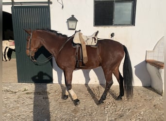 PRE Mestizo, Caballo castrado, 15 años, 162 cm, Castaño