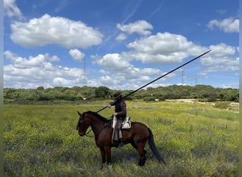 PRE Mestizo, Caballo castrado, 15 años, 162 cm, Castaño