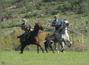 PRE Mestizo, Caballo castrado, 15 años, 162 cm, Castaño