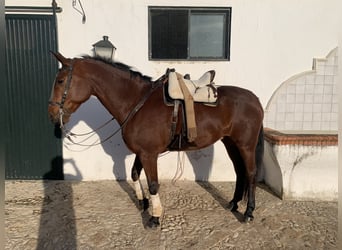 PRE Mestizo, Caballo castrado, 15 años, 162 cm, Castaño