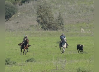 PRE Mestizo, Caballo castrado, 15 años, 162 cm, Castaño