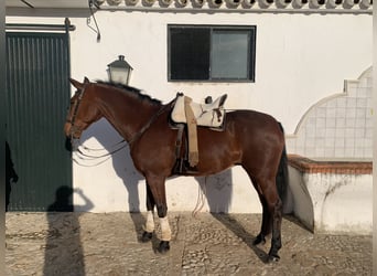 PRE Mestizo, Caballo castrado, 15 años, 162 cm, Castaño