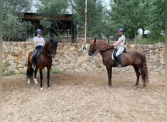 PRE Mestizo, Caballo castrado, 15 años, 164 cm, Alazán-tostado