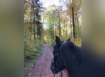 PRE Mestizo, Caballo castrado, 15 años, 165 cm, Negro