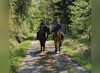 PRE Mestizo, Caballo castrado, 15 años, 165 cm, Negro