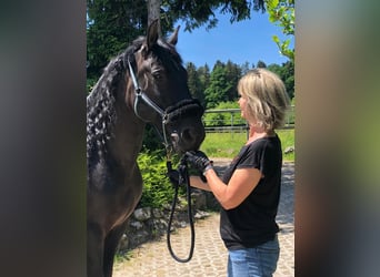 PRE Mestizo, Caballo castrado, 15 años, 165 cm, Negro