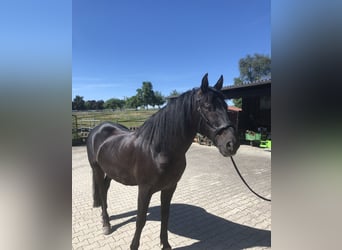 PRE Mestizo, Caballo castrado, 15 años, 165 cm, Negro