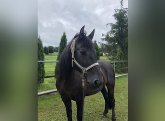 PRE Mestizo, Caballo castrado, 15 años, 165 cm, Negro