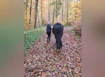 PRE Mestizo, Caballo castrado, 15 años, 165 cm, Negro