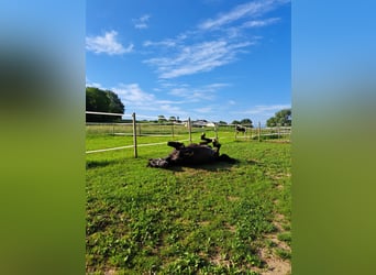 PRE Mestizo, Caballo castrado, 15 años, 165 cm, Negro