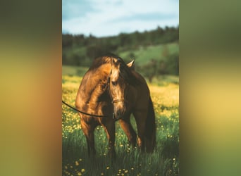 PRE, Caballo castrado, 15 años, 167 cm