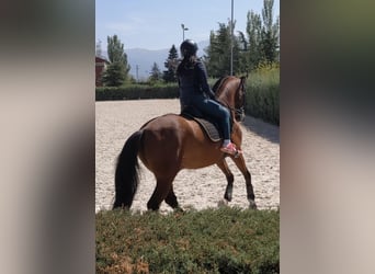 PRE, Caballo castrado, 15 años, 170 cm, Castaño