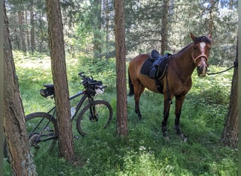 PRE, Caballo castrado, 15 años, 170 cm, Castaño