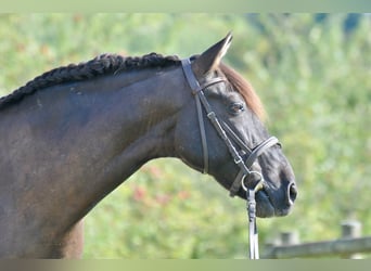 PRE, Caballo castrado, 16 años, 154 cm, Morcillo