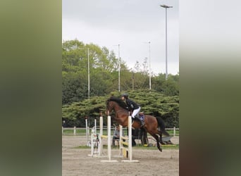 PRE Mestizo, Caballo castrado, 16 años, 155 cm, Castaño