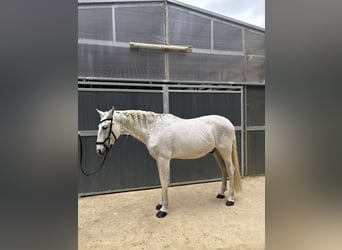PRE, Caballo castrado, 16 años, 157 cm, Tordo