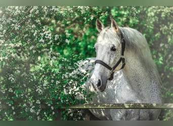 PRE Mestizo, Caballo castrado, 16 años, 159 cm, Tordo picazo