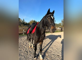 PRE Mestizo, Caballo castrado, 16 años, 160 cm, Castaño