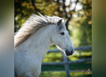 PRE, Caballo castrado, 16 años, 160 cm, Tordo
