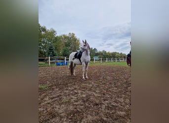 PRE Mestizo, Caballo castrado, 16 años, 160 cm, Tordo