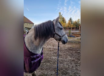 PRE Mestizo, Caballo castrado, 16 años, 160 cm, Tordo