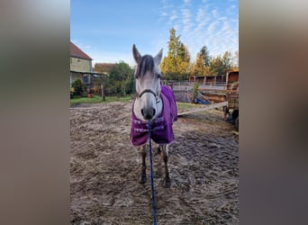 PRE Mestizo, Caballo castrado, 16 años, 160 cm, Tordo