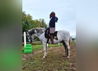 PRE Mestizo, Caballo castrado, 16 años, 160 cm, Tordo