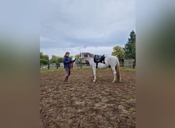 PRE Mestizo, Caballo castrado, 16 años, 160 cm, Tordo