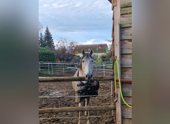 PRE Mestizo, Caballo castrado, 16 años, 160 cm, Tordo