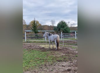 PRE Mestizo, Caballo castrado, 16 años, 160 cm, Tordo