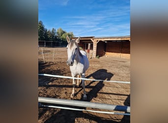 PRE Mestizo, Caballo castrado, 16 años, 160 cm, Tordo