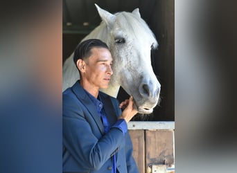 PRE, Caballo castrado, 16 años, 161 cm, Tordo