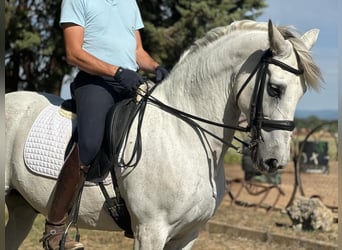PRE Mestizo, Caballo castrado, 16 años, 161 cm, Tordo