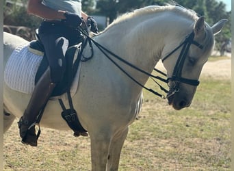 PRE Mestizo, Caballo castrado, 16 años, 161 cm, Tordo