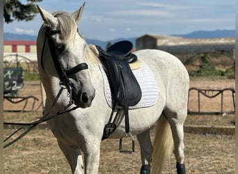 PRE Mestizo, Caballo castrado, 16 años, 161 cm, Tordo