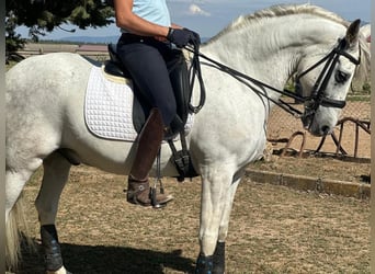 PRE Mestizo, Caballo castrado, 16 años, 161 cm, Tordo