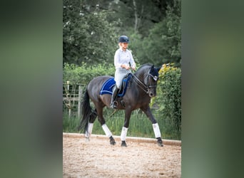 PRE Mestizo, Caballo castrado, 16 años, 162 cm, Morcillo