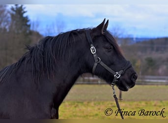 PRE Mestizo, Caballo castrado, 16 años, 162 cm, Negro