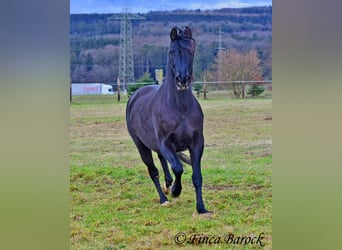 PRE Mestizo, Caballo castrado, 16 años, 162 cm, Negro