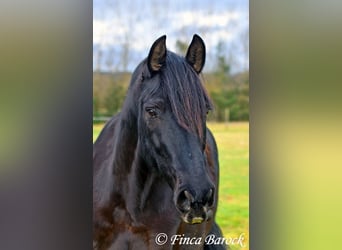 PRE Mestizo, Caballo castrado, 16 años, 162 cm, Negro