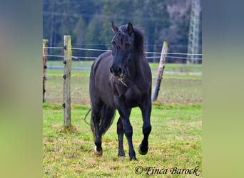 PRE Mestizo, Caballo castrado, 16 años, 162 cm, Negro