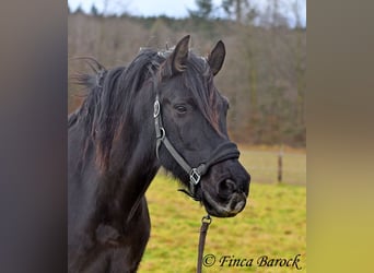 PRE Mestizo, Caballo castrado, 16 años, 162 cm, Negro