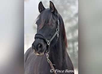 PRE Mestizo, Caballo castrado, 16 años, 162 cm, Negro