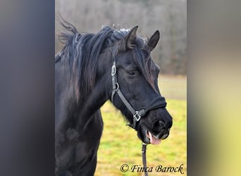 PRE Mestizo, Caballo castrado, 16 años, 162 cm, Negro