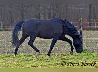 PRE Mestizo, Caballo castrado, 16 años, 162 cm, Negro