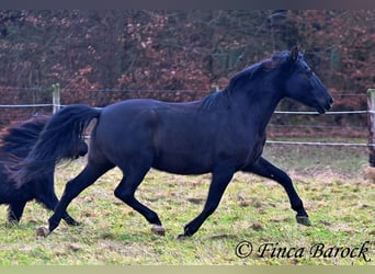 PRE Mestizo, Caballo castrado, 16 años, 162 cm, Negro